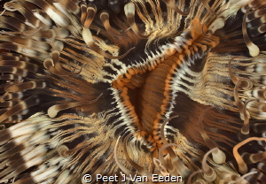The integrate pattern of a square-mouth striped sea anemone by Peet J Van Eeden 